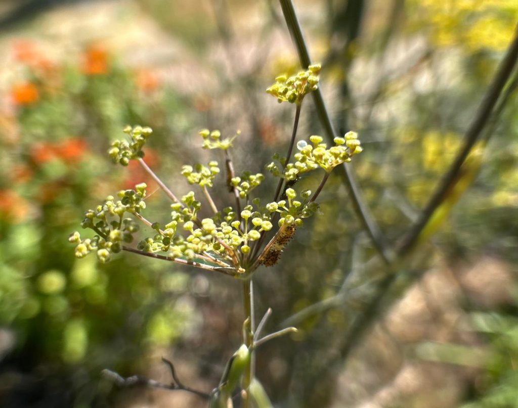 Black swallowtail egg and caterpillars on host plant bronze fennel