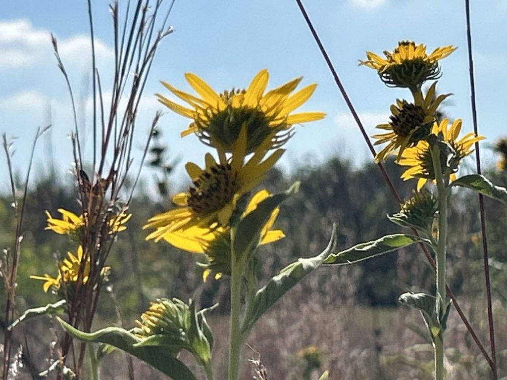 Maximillian sunflowers growing in a dry native prairie in Texas
