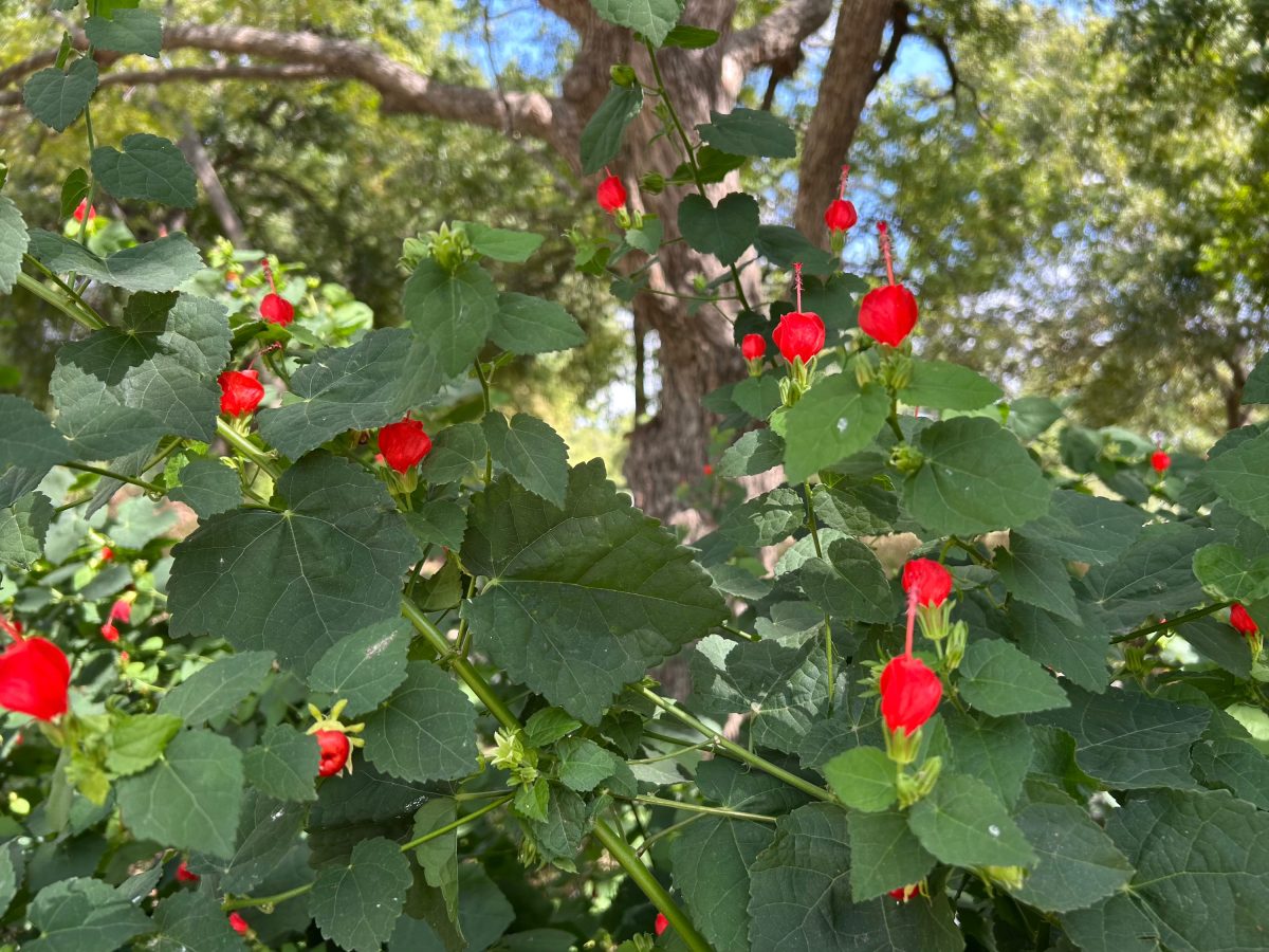 Turks cap flowers, native plants thriving in a dry location in shade