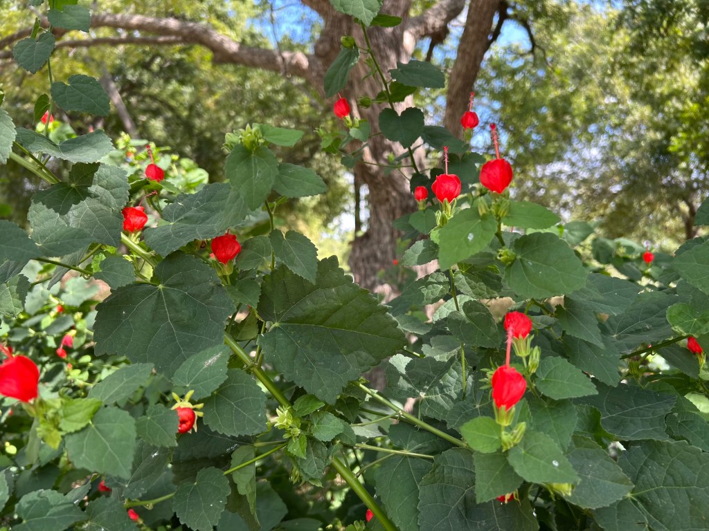 Turks cap flowers, a native plant thriving the shade of a tree
