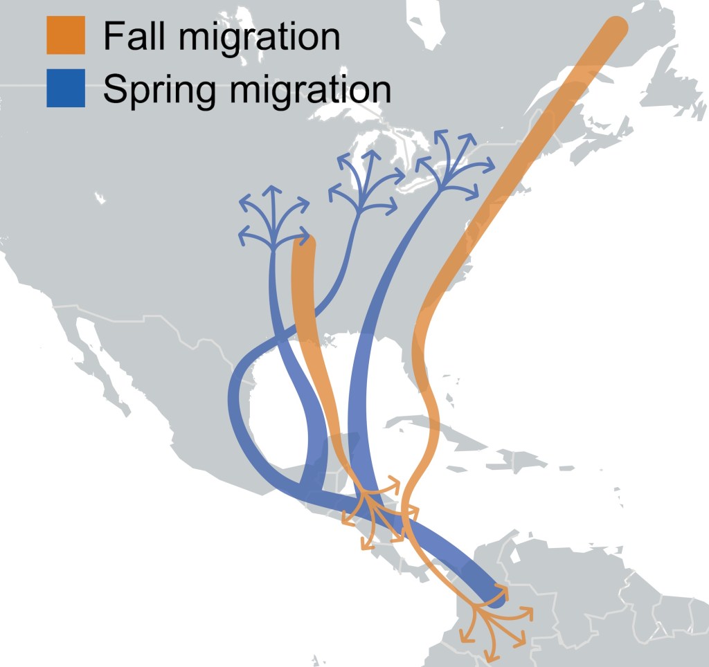 Spring and Fall monarch migration map for America