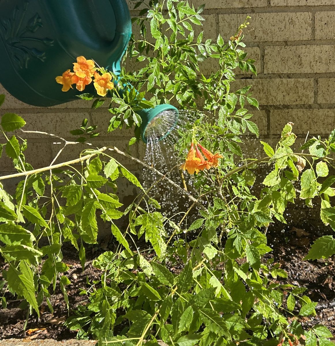 Native orange esperanza (Tecoma stans) shrub being watered with can
