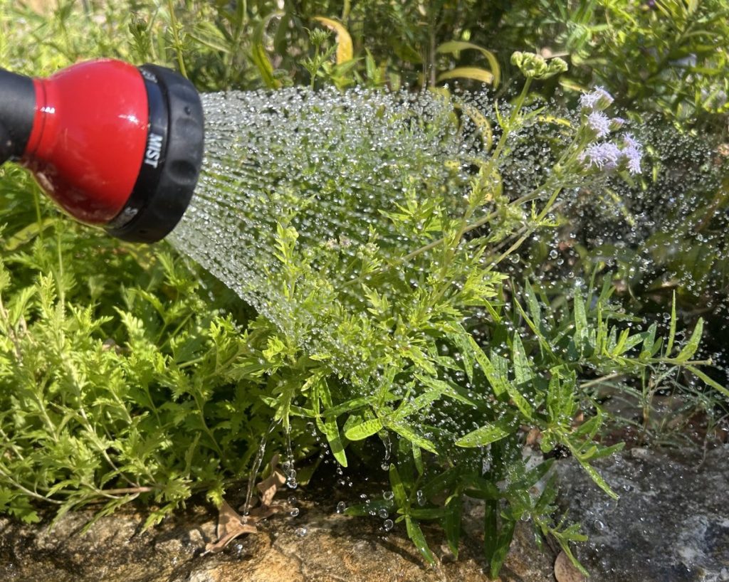 Watering Greggs mistflower a native plant with hose sprayer
