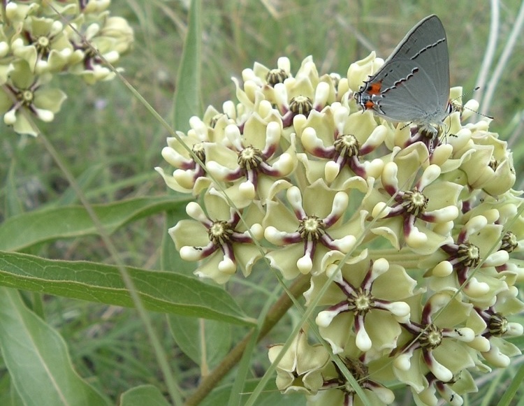 Antelope horn milkweed flowers with a gray hairstreak butterfly feeding on nectar.