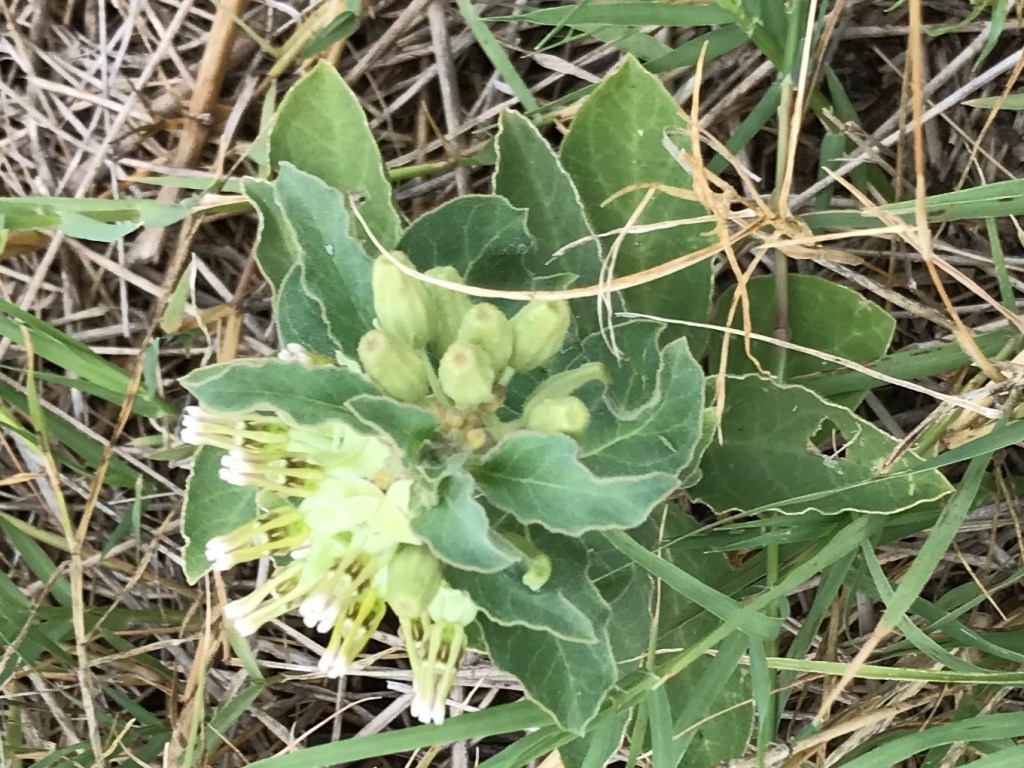 Zizotes milkweed flowering (asclepias oenotheroides)
