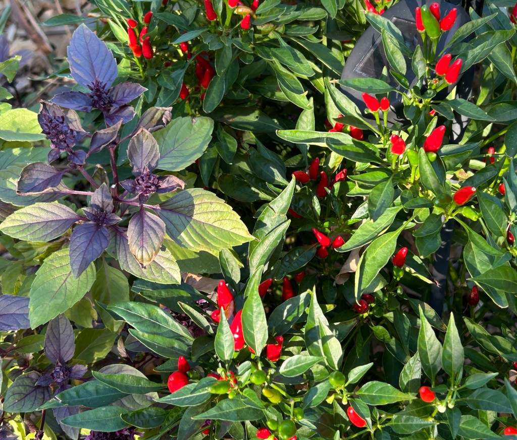 Companion planting example in the vegetable garden: basil and peppers