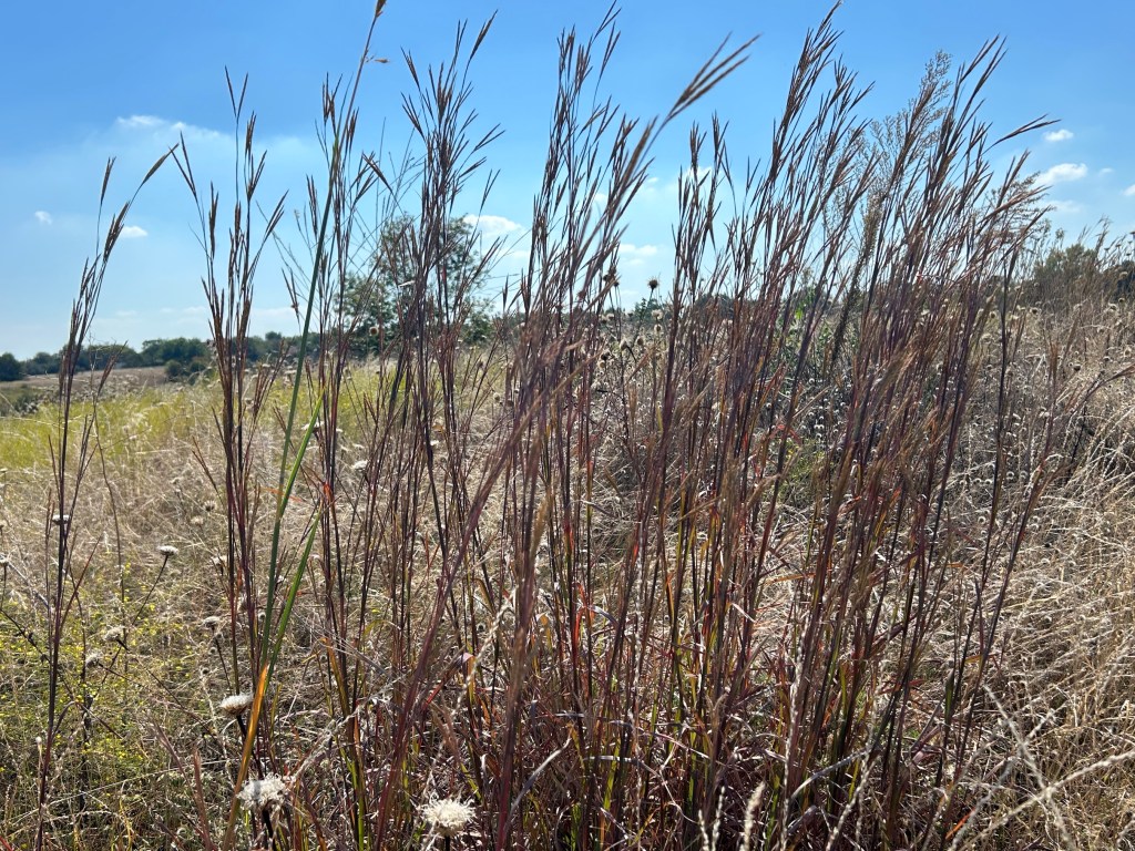 Big bluestem grass growing tall in a prairie setting. 