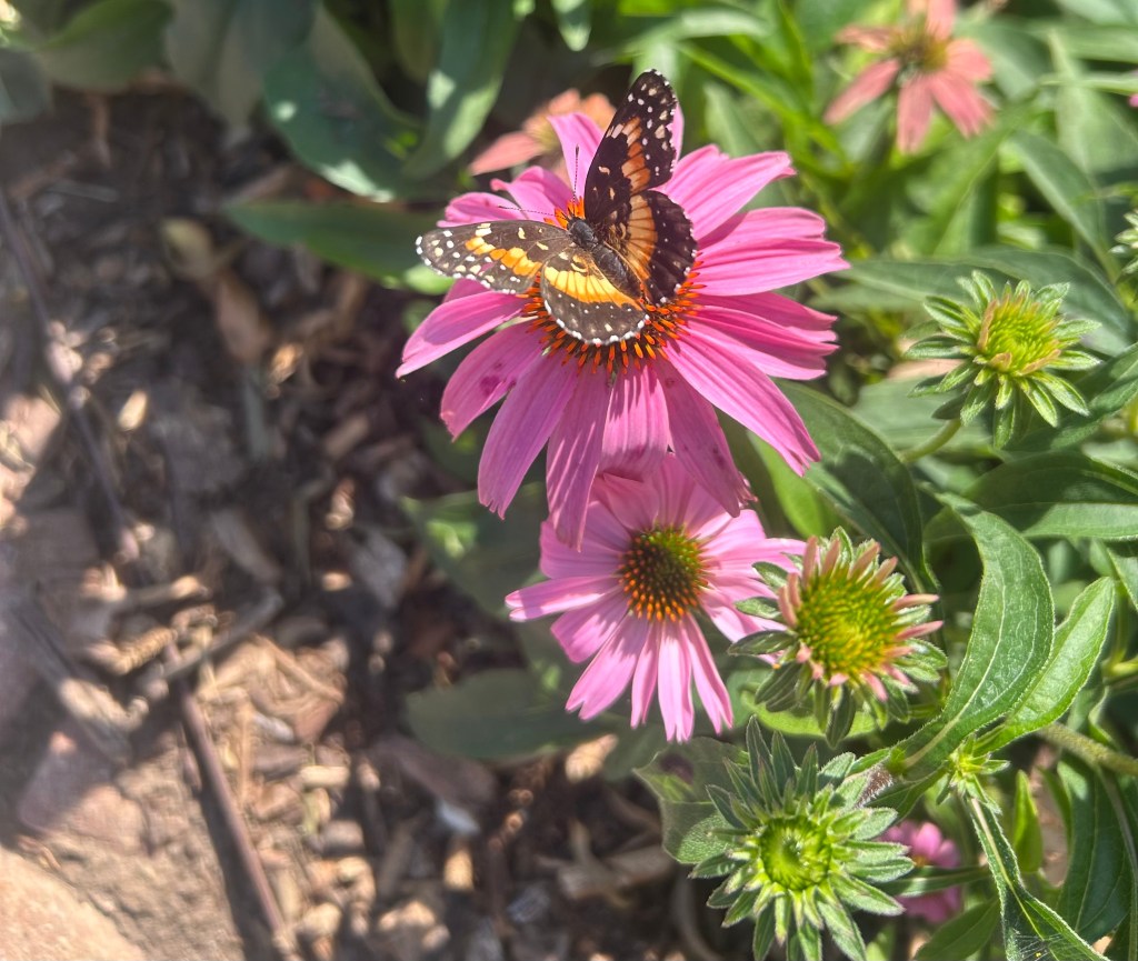 Bordered patch butterflies feeding from purple coneflower (echinacea purpurea)
