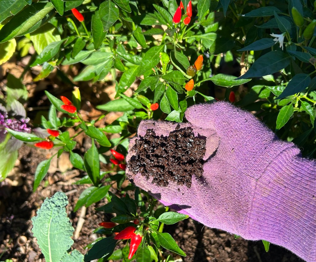 Adding coffee grounds to peppers in garden for lowering pH