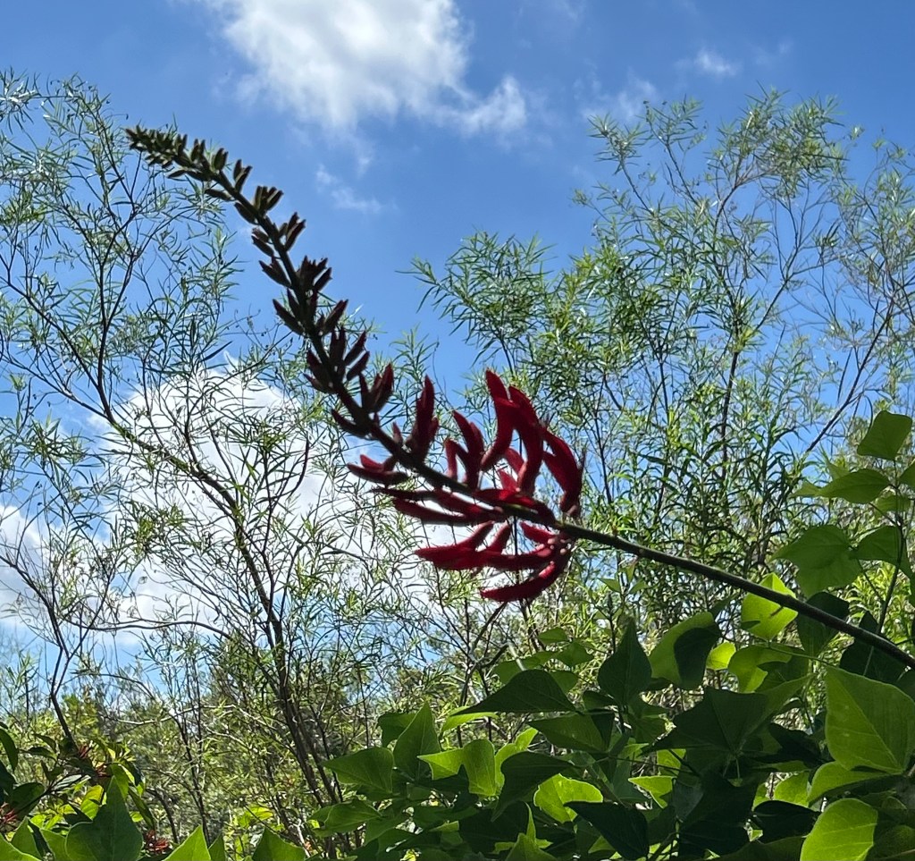 Coral bean shaded from hot afternoon sun by landscape trees