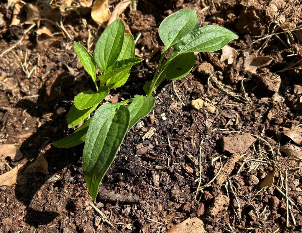 Echinacea transplanted into native soil amended with organic matter