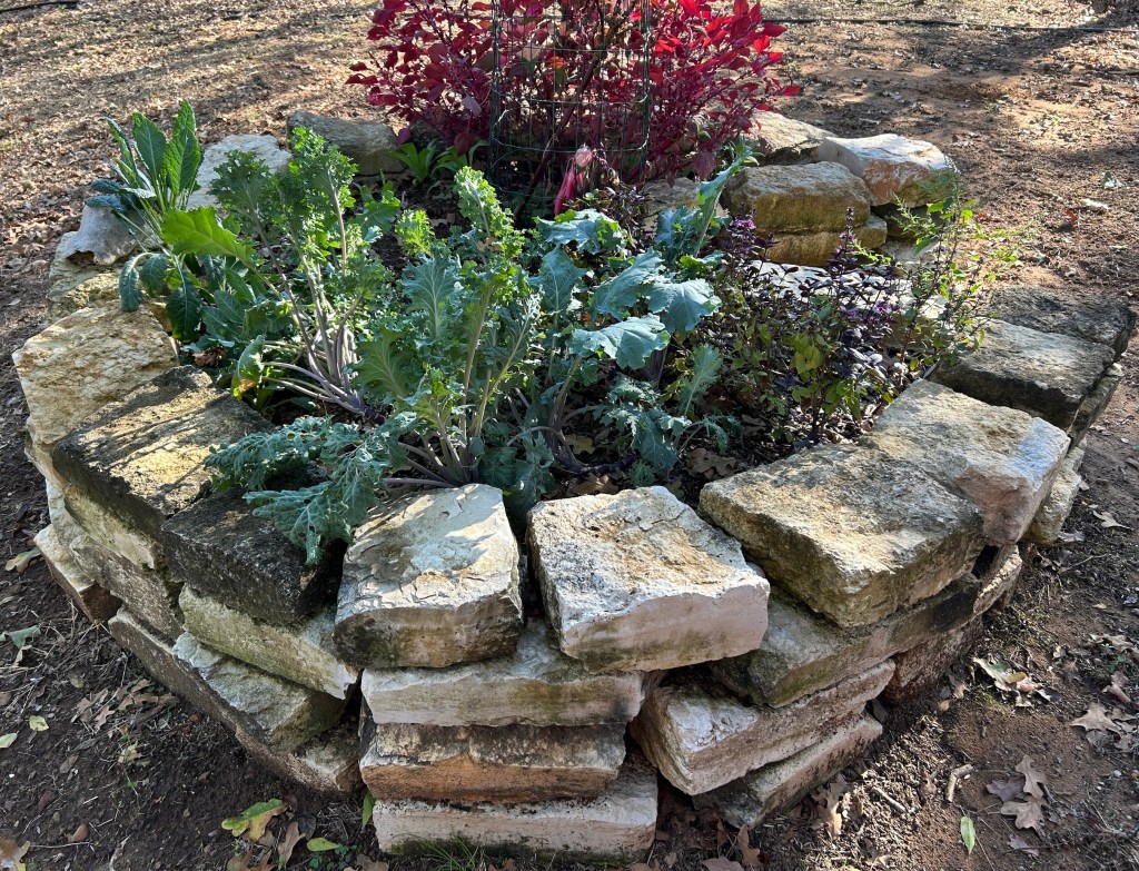 Finished keyhole garden with basil, kale, and amaranth planted