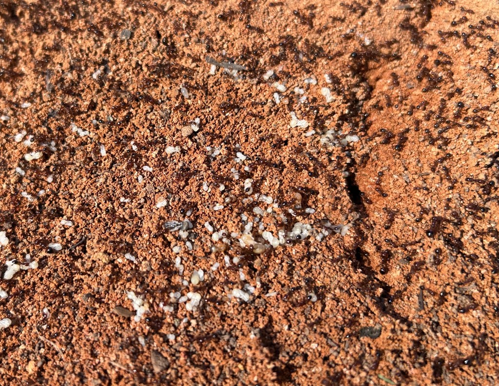 Large fire ant hill a common pest in Texas