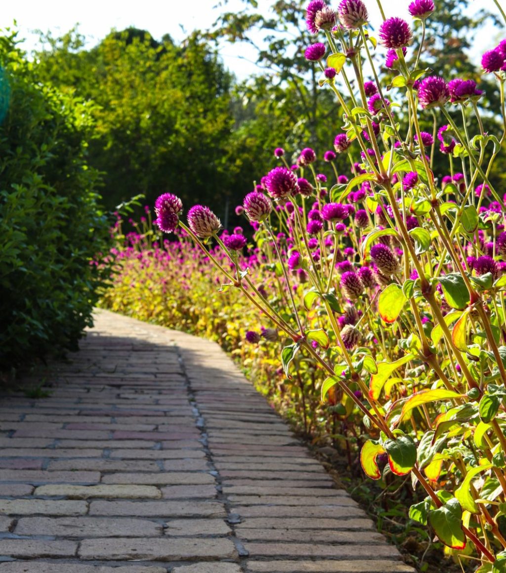 Pathway with purple gomphrena flowers