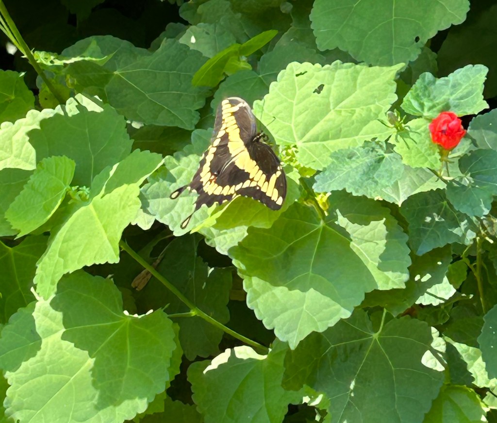 Giant swallowtail butterfly basking on red turk's cap plant.