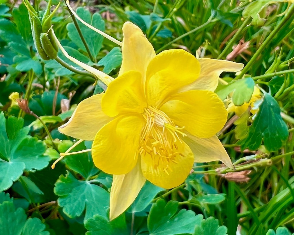 Gold columbine, an early spring nectar source for butterflies. 