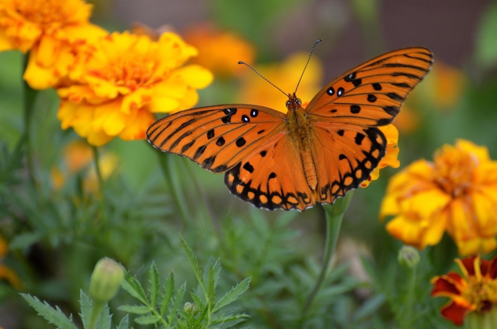 Gulf fritillary butterfly among marigold flowers