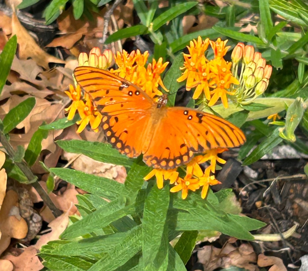 Gulf fritillary butterfly feeding native milkweed flower nectar
