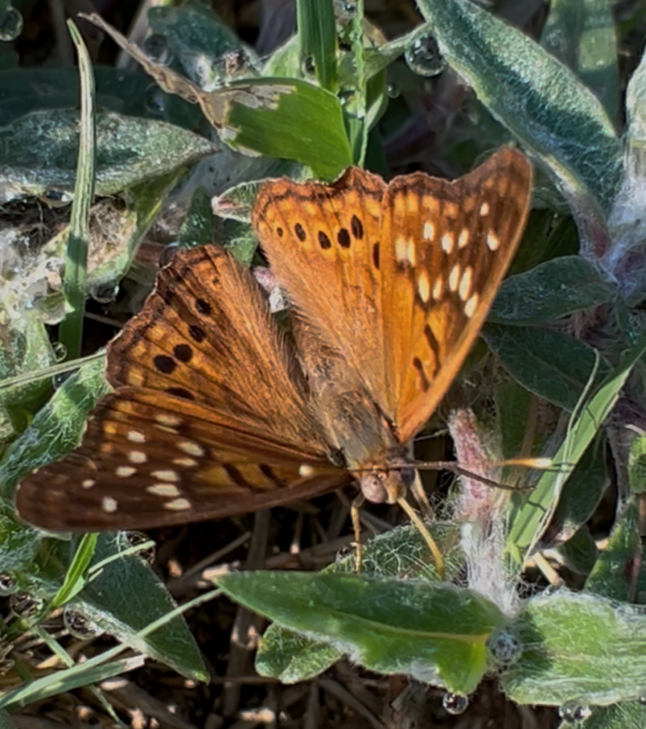 Hackberry emperor drinking dew from grass