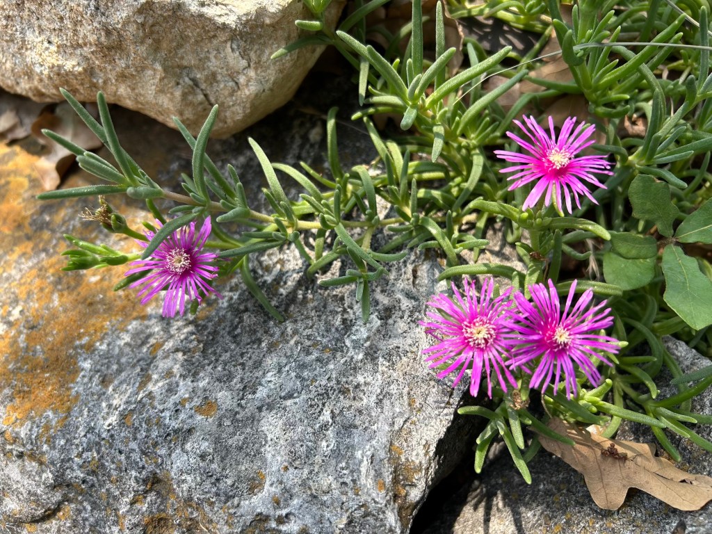 Microclimate example of a rock garden with iceplant flowers