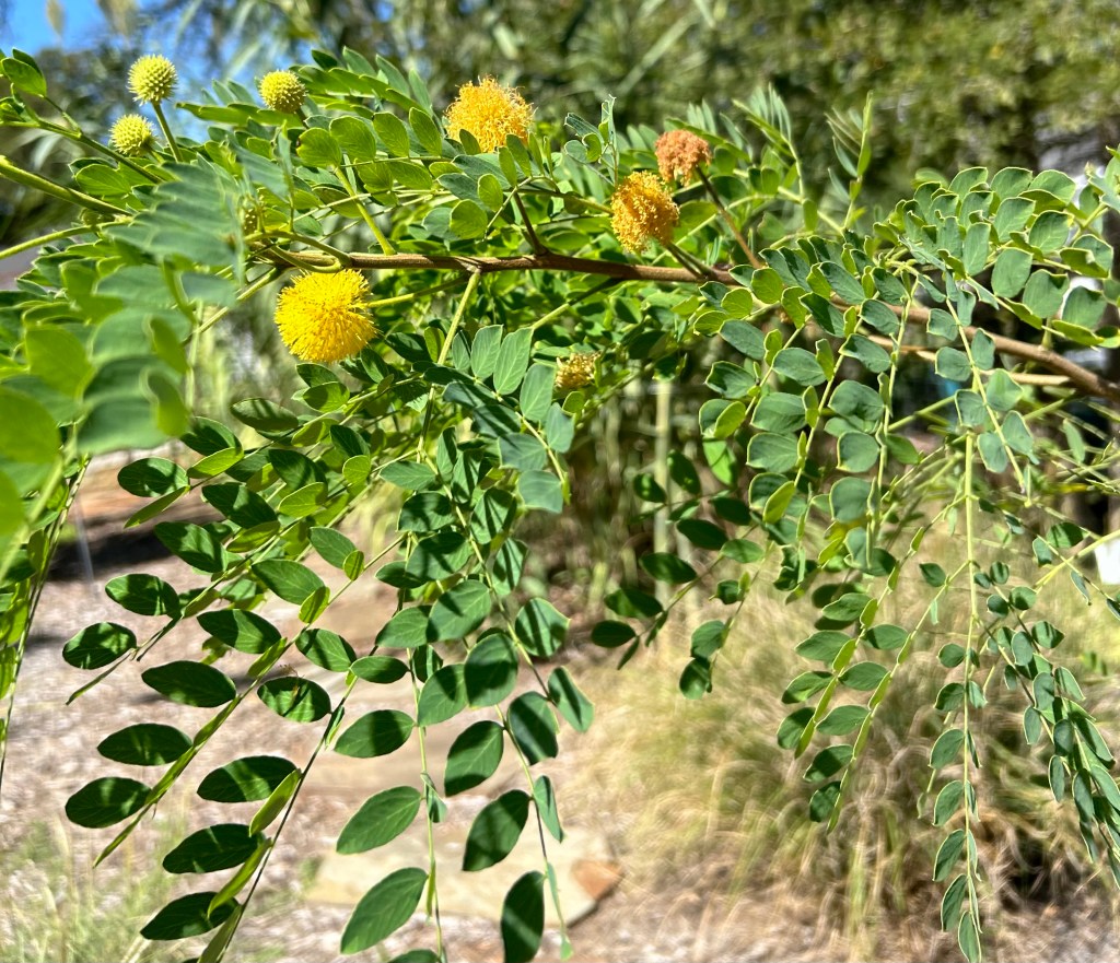 Goldenball leadtree blooming in May with yellow puffball flowers