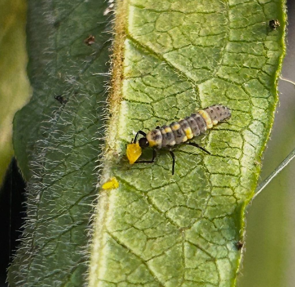 Smart, Safe, Sustainable: The Complete Guide to Integrated Pest Management&nbsp;(IPM)