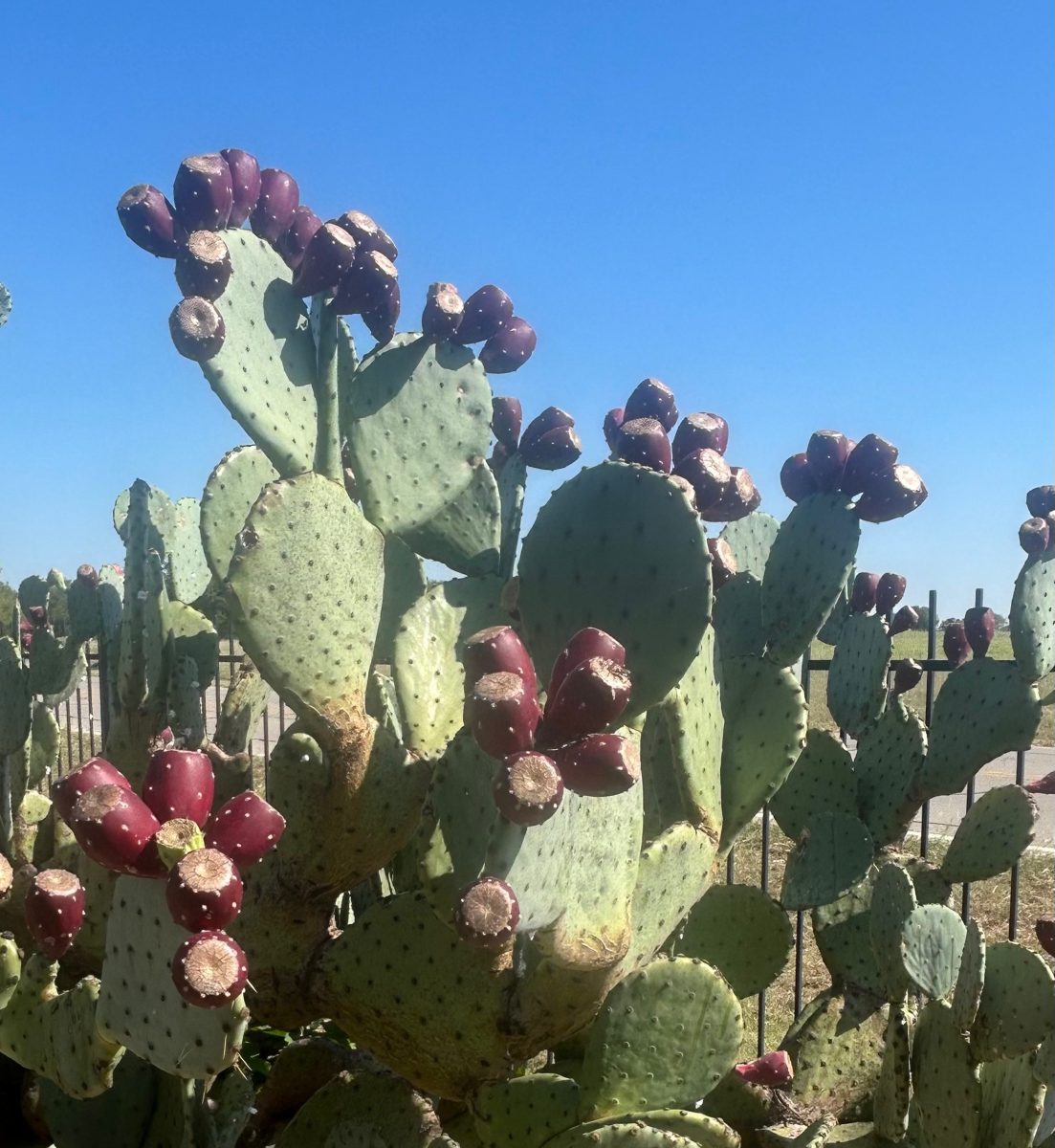 Large prickly pear cactus thriving in Texas heat