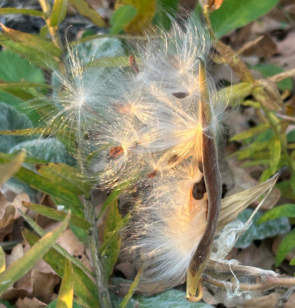 Milkweed seed pods dispersing into the sunset