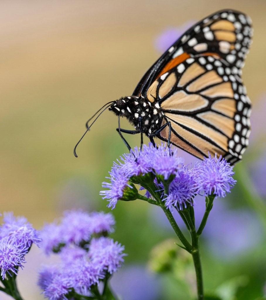 Monarch sipping nectar from blue mistflower in spring