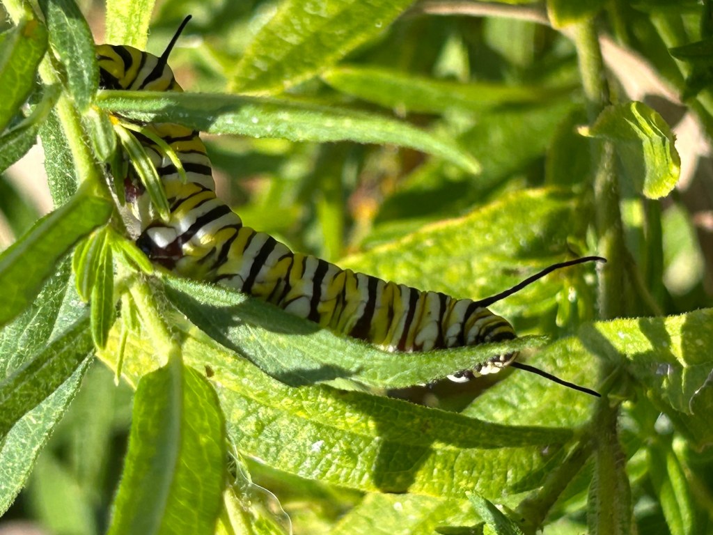 Monarch butterfly caterpillar feeding on milkweed leaves