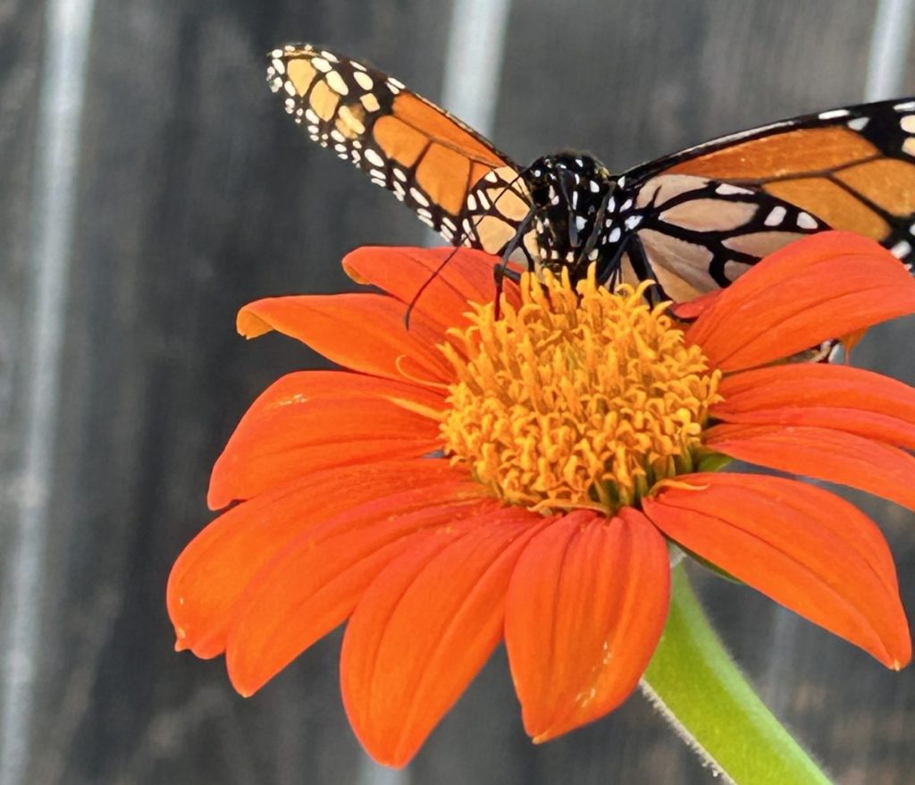 Monarch butterfly feeding on nectar from Mexican sunflower.