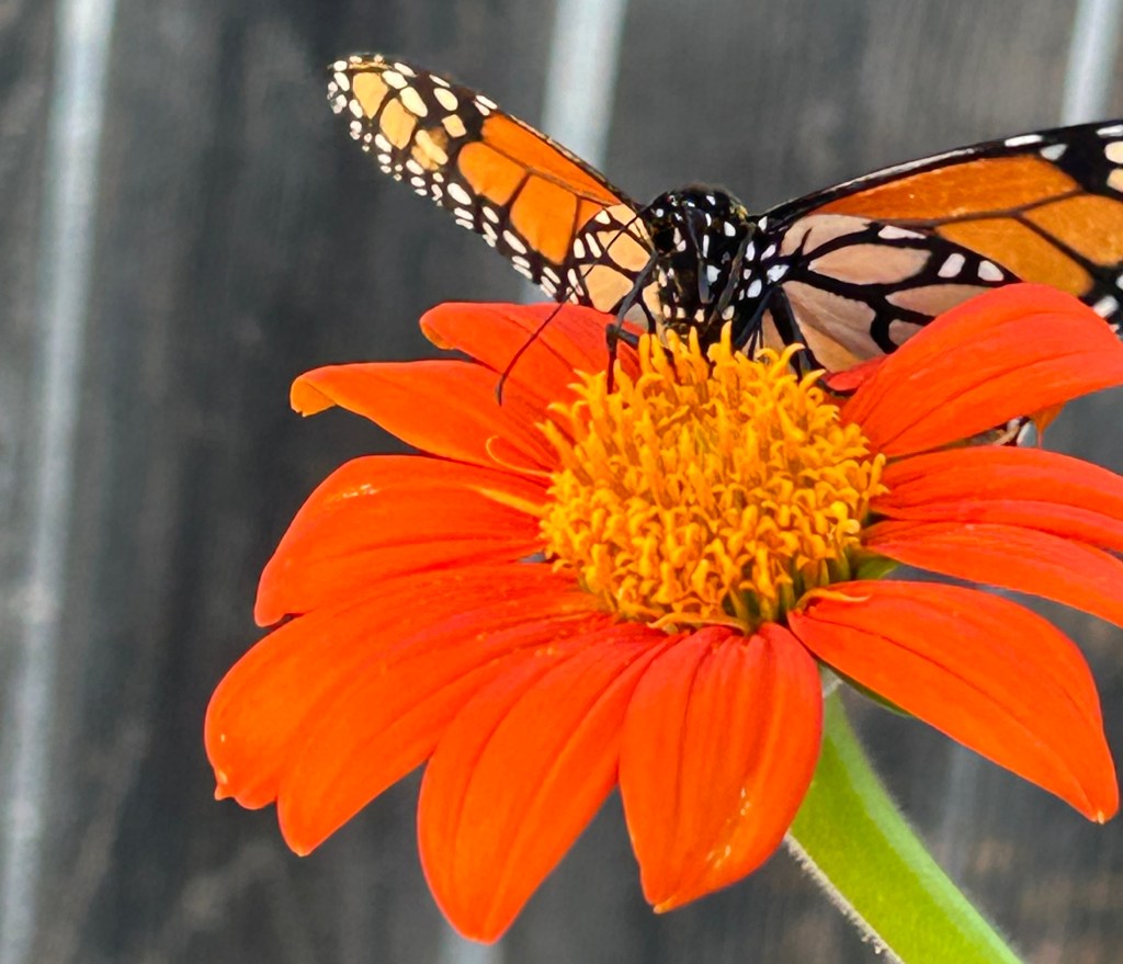 Closeup of monarch butterfly feeding on nectar from Mexican sunflower