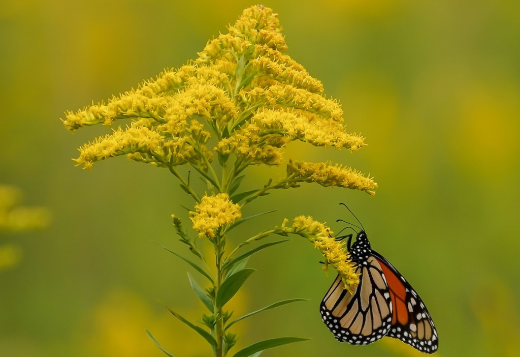 Monarch butterfly clinging to goldenrod to feed on its nectar