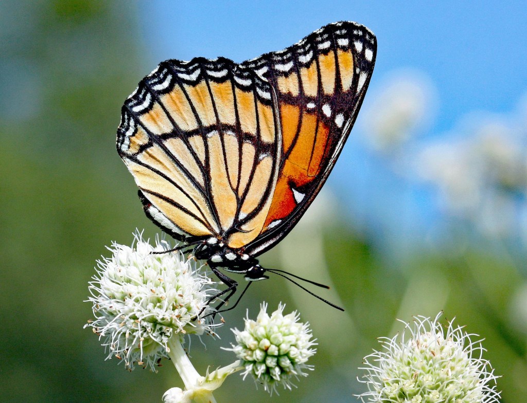 Viceroy butterfly on rattlesnake master (Eryngium yuccifolium)