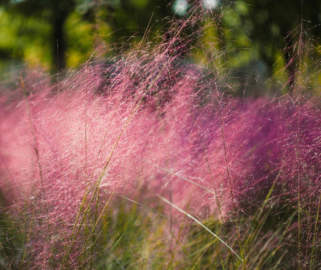 Gulf muhly grass with pink seedheads
