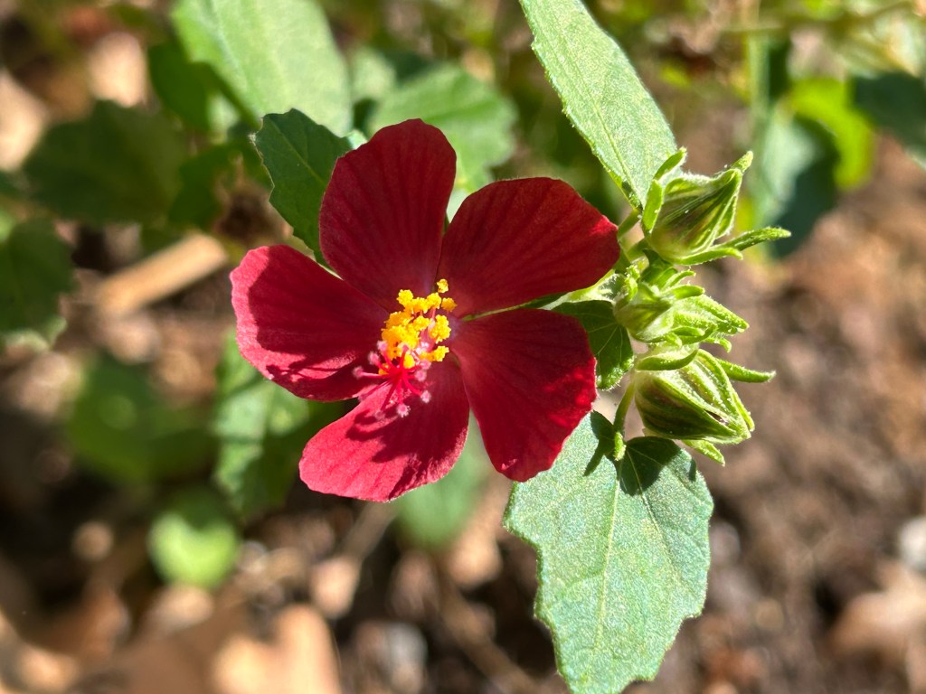 Native rock rose (pavonia lasiopetala) Ellen's legacy thrives in heat and drought in rocky soils