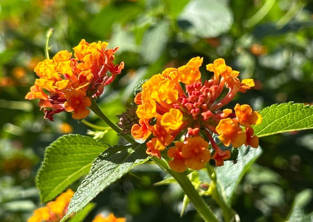 Native Texas lantana flowers blooming