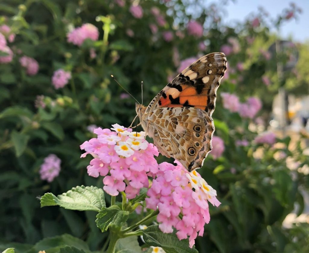 Painted lady butterfly feeding on nectar from lantana flowers.