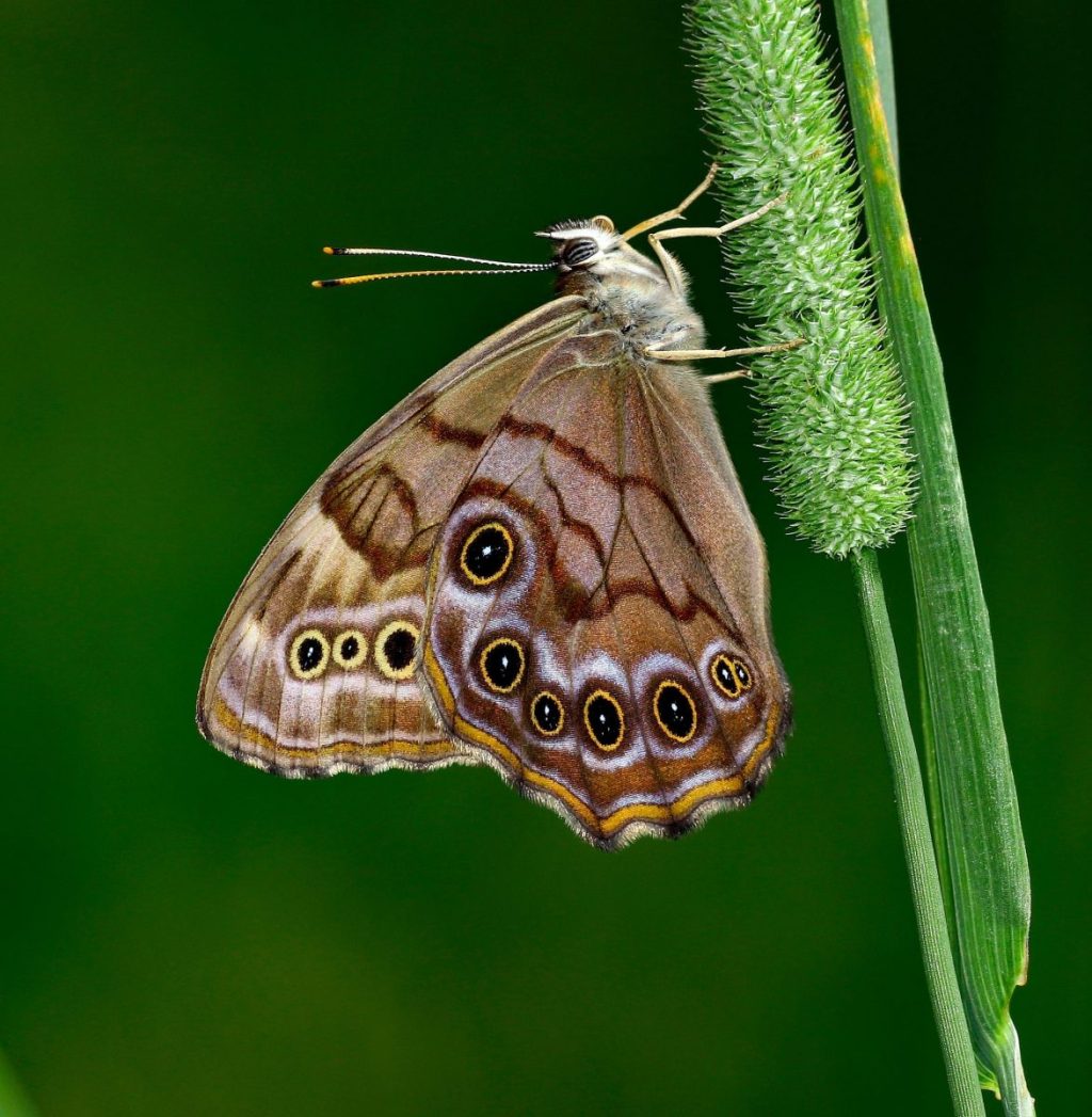 Pearly butterfly clinging to grass