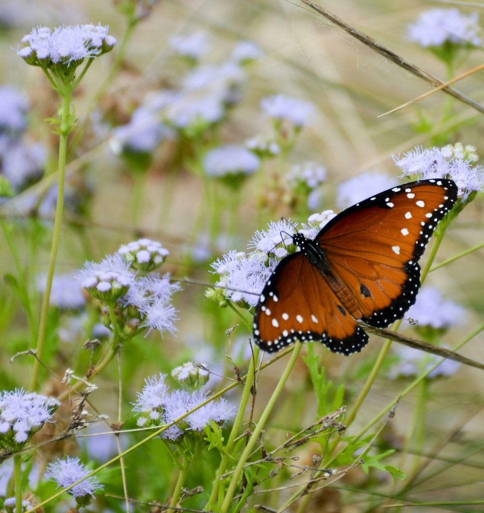 Queen butterfly on gregg's mistflower, a favorite nectar source