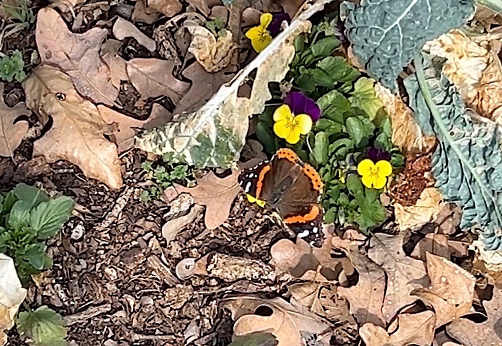 Red admiral butterfly visiting violas in early February in north Texas
