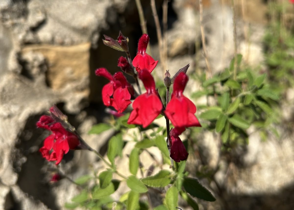 Autumn sage, salvia greggii still blooming in summer heat