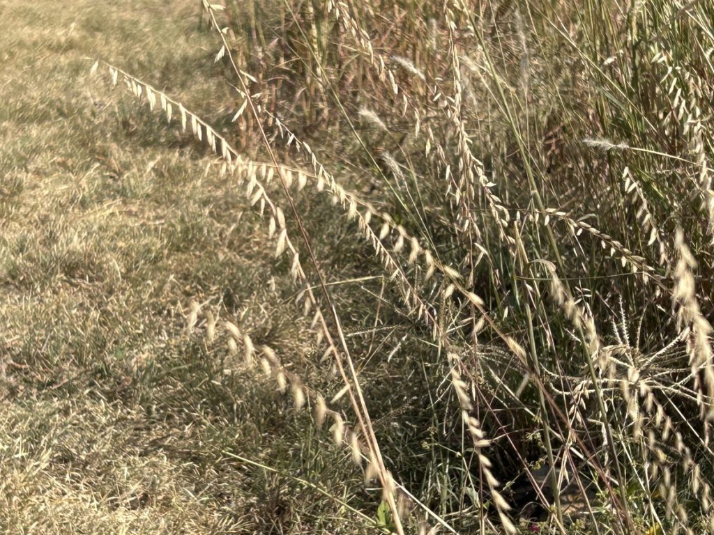 Sideoats grama native Texas prairie grass