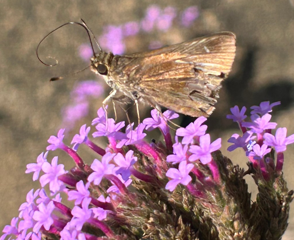 Skipper butterfly on tall verbena flowers