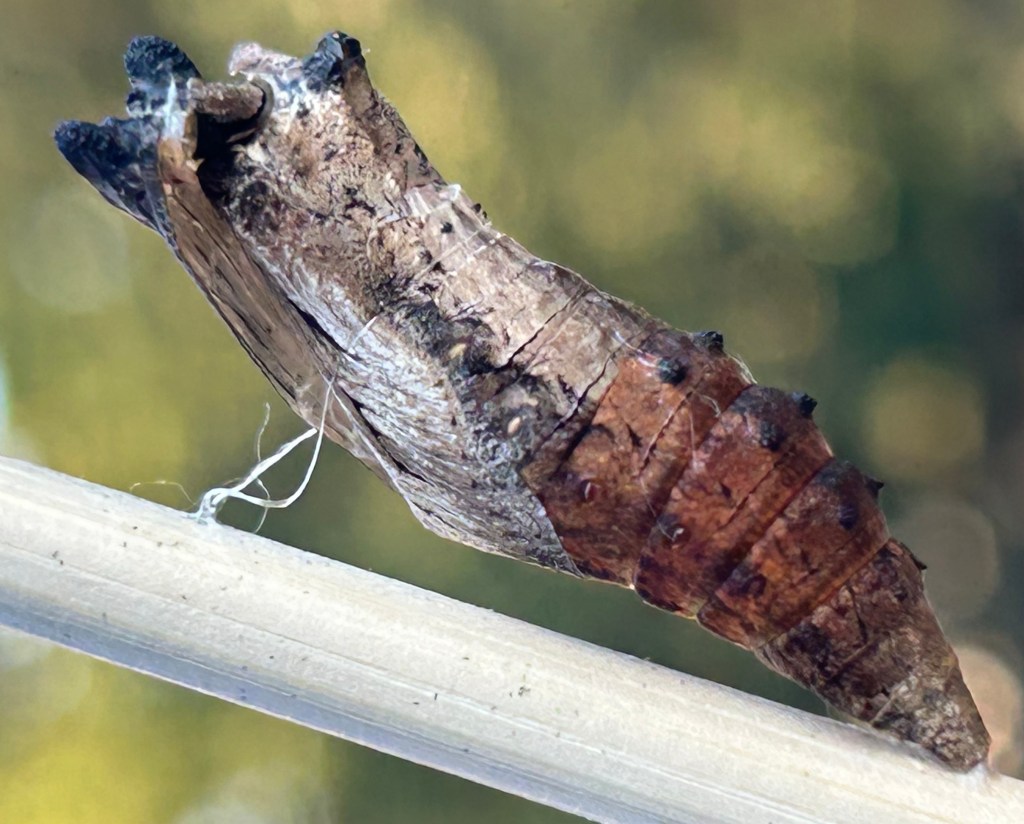Black swallowtail butterfly chrysalis after emergence