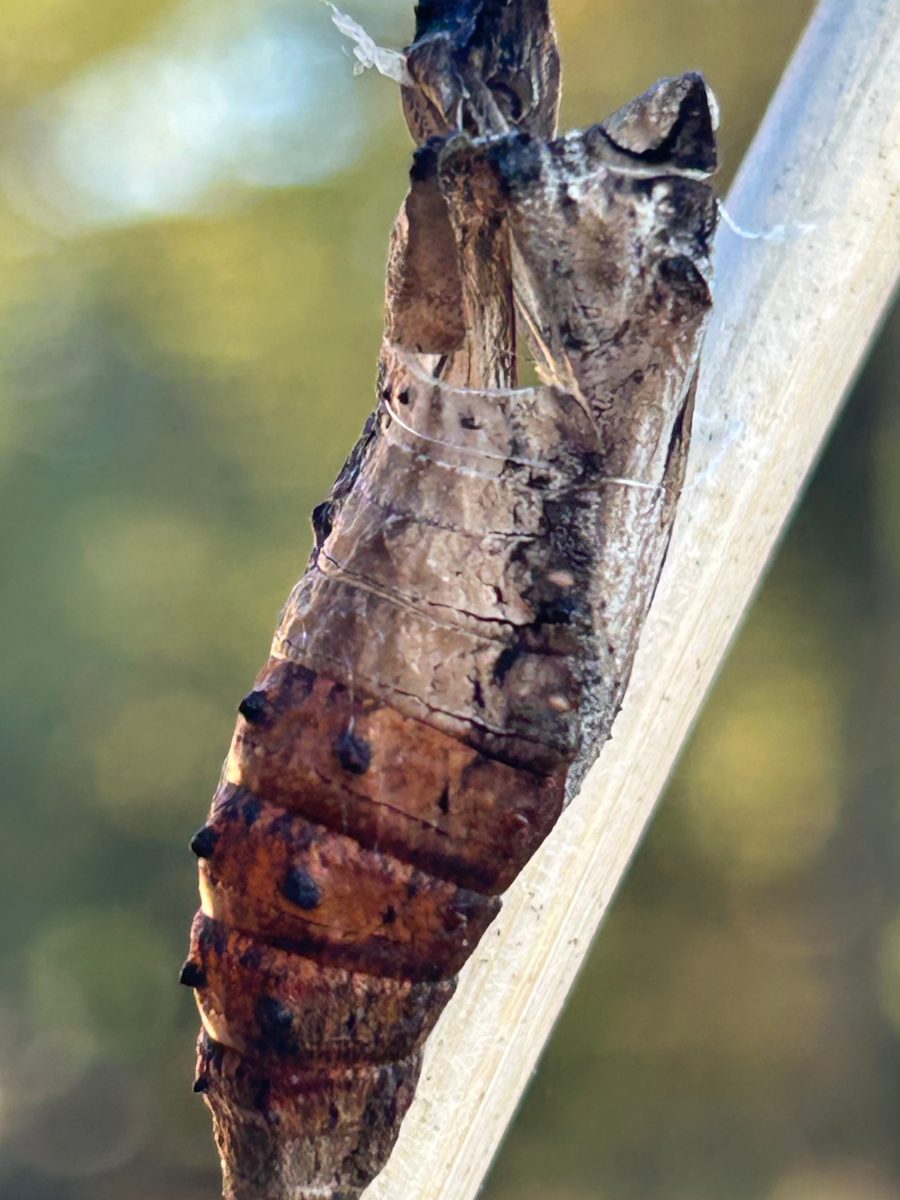 swallowtail butterfly chrysalis after butterfly has pupated and emerged