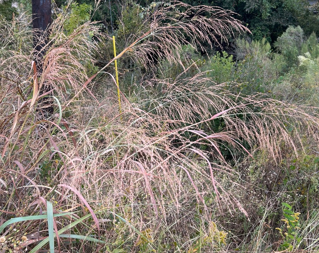 Switchgrass in a large clump near a marsh
