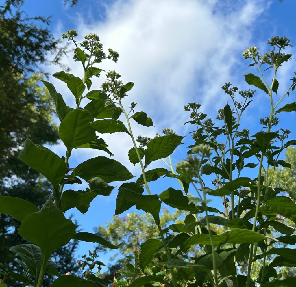Frostweed, an important nectar flower, reaching into the sun