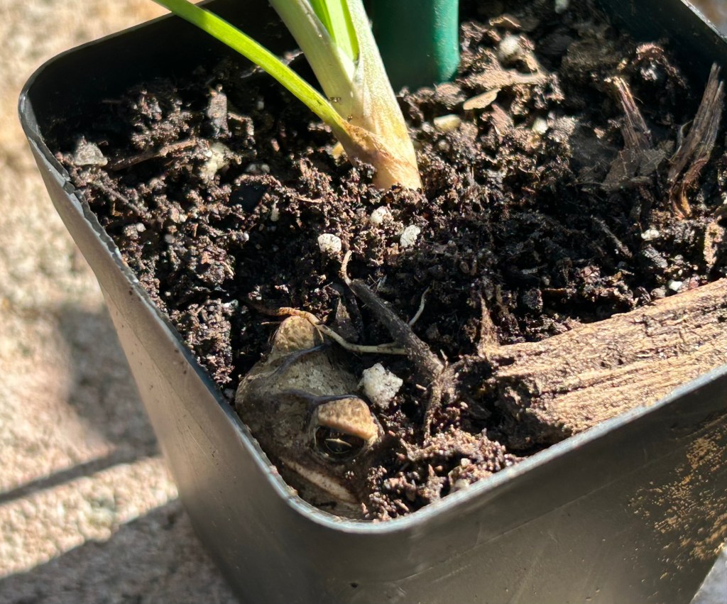 Toad burrowed into healthy soil