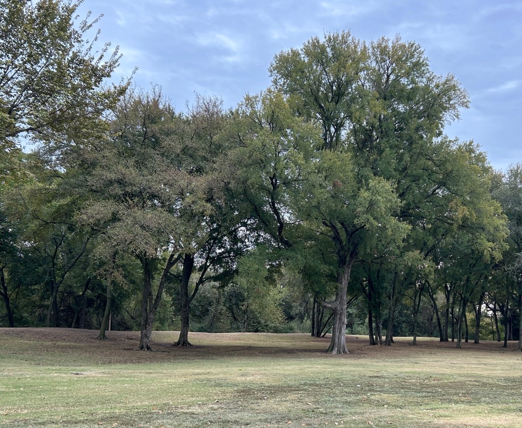 Sun and shade differences next to trees vs. an open field